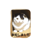 rice ball cat ten（個別スタンプ：14）