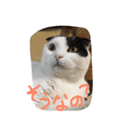 rice ball cat ten（個別スタンプ：15）