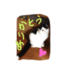 rice ball cat ten（個別スタンプ：16）