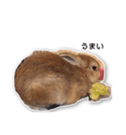 うさぎのオンちゃん（個別スタンプ：1）