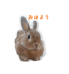 うさぎのオンちゃん（個別スタンプ：4）