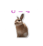 うさぎのオンちゃん（個別スタンプ：6）