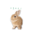 うさぎのオンちゃん（個別スタンプ：8）