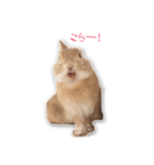 うさぎのオンちゃん（個別スタンプ：9）