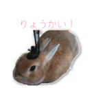 うさぎのオンちゃん（個別スタンプ：10）
