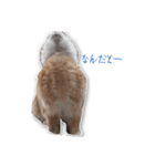 うさぎのオンちゃん（個別スタンプ：11）