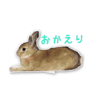 うさぎのオンちゃん（個別スタンプ：12）