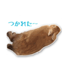 うさぎのオンちゃん（個別スタンプ：13）