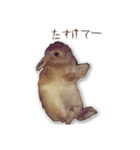 うさぎのオンちゃん（個別スタンプ：15）