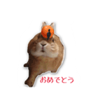 うさぎのオンちゃん（個別スタンプ：16）
