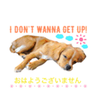 キャバリア×チワワのララちゃん2（個別スタンプ：1）