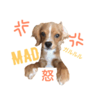 キャバリア×チワワのララちゃん2（個別スタンプ：11）