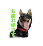 黒柴・あさちゃんスタンプ（個別スタンプ：2）