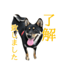 黒柴・あさちゃんスタンプ（個別スタンプ：3）