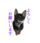 黒柴・あさちゃんスタンプ（個別スタンプ：4）