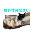 黒柴・あさちゃんスタンプ（個別スタンプ：7）