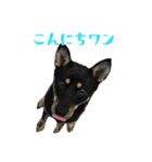 黒柴・あさちゃんスタンプ（個別スタンプ：8）