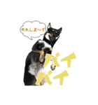 黒柴・あさちゃんスタンプ（個別スタンプ：9）