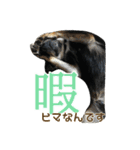 黒柴・あさちゃんスタンプ（個別スタンプ：10）