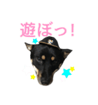 黒柴・あさちゃんスタンプ（個別スタンプ：13）