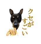 黒柴・あさちゃんスタンプ（個別スタンプ：15）
