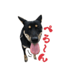 黒柴・あさちゃんスタンプ（個別スタンプ：16）