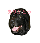 brother dogs（個別スタンプ：1）