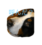 brother dogs（個別スタンプ：2）