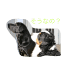 brother dogs（個別スタンプ：4）