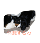 brother dogs（個別スタンプ：6）