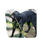 brother dogs（個別スタンプ：7）