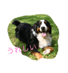 brother dogs（個別スタンプ：8）