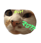 tamo*stamp 2（個別スタンプ：1）