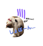 tamo*stamp 2（個別スタンプ：2）