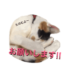 tamo*stamp 2（個別スタンプ：3）