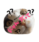 tamo*stamp 2（個別スタンプ：4）