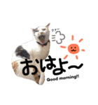 tamo*stamp 2（個別スタンプ：5）