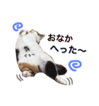 tamo*stamp 2（個別スタンプ：7）