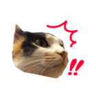 tamo*stamp 2（個別スタンプ：9）