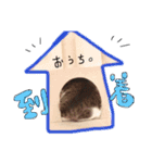 nekopicchisan（個別スタンプ：5）