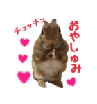 うさ6（個別スタンプ：1）