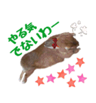 うさ6（個別スタンプ：3）