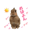 うさ6（個別スタンプ：5）