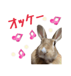 うさ6（個別スタンプ：9）