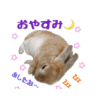 うさ6（個別スタンプ：11）