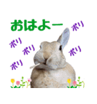 うさ6（個別スタンプ：12）