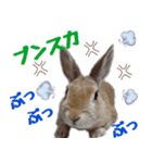 うさ6（個別スタンプ：13）