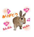 うさ6（個別スタンプ：14）
