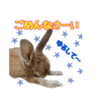うさ6（個別スタンプ：15）