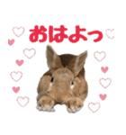 うさ6（個別スタンプ：16）